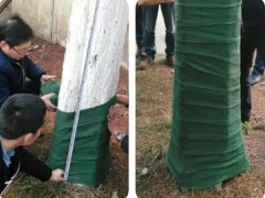 济南树木保温保湿包树布,树木移植缠树带种类